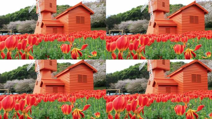 低视角梦幻郁金香花海风车樱花 春日浪漫