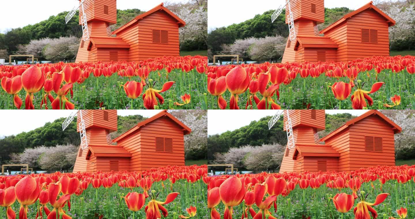 低视角梦幻郁金香花海风车樱花 春日浪漫