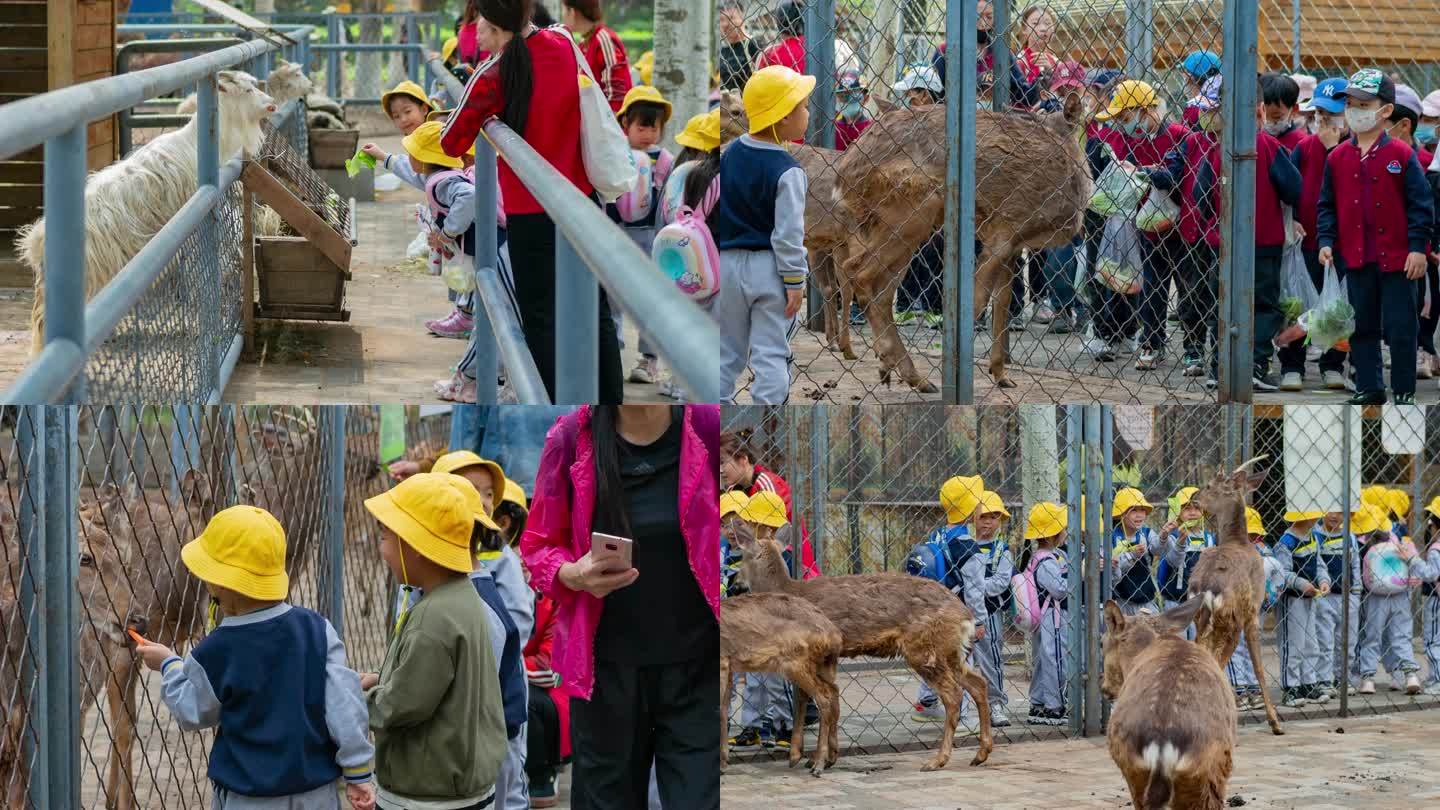 幼儿园儿童游园喂食小动物