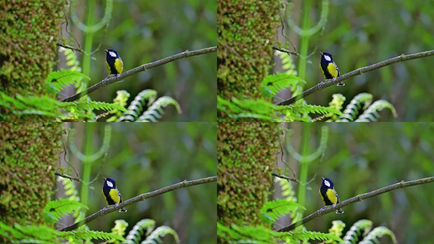 绿背山雀小鸟实拍视频素材