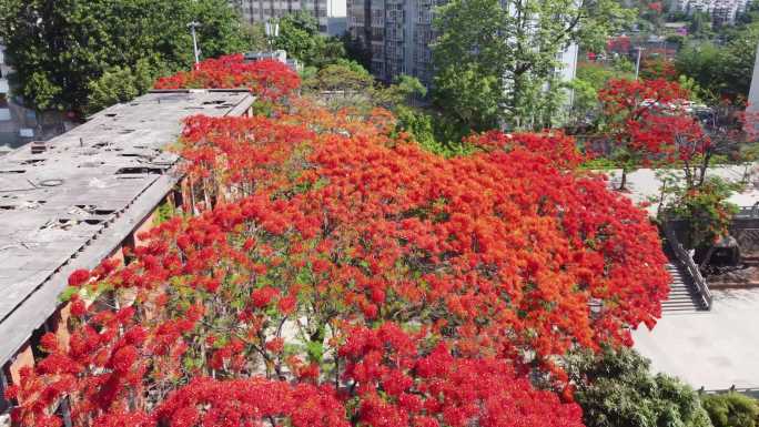 凤凰花城市美景花城航拍花