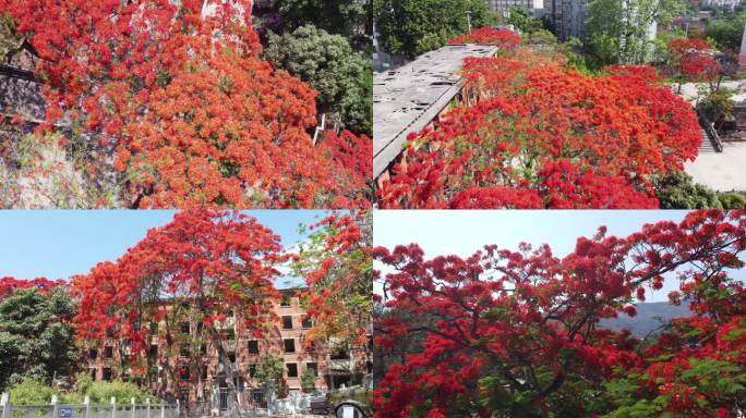 凤凰花城市美景花城航拍花