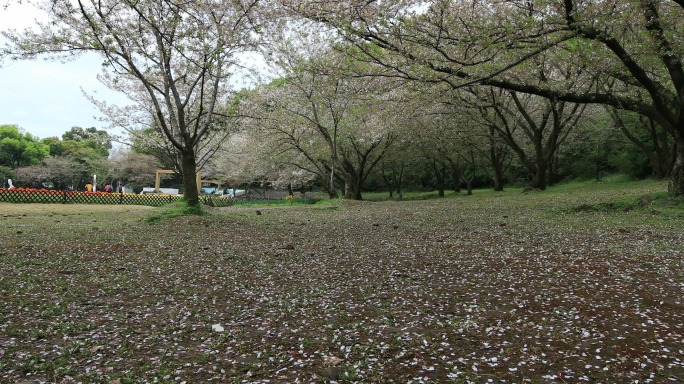 春天樱花林落樱 地面樱如雪 浪漫唯美