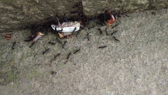 4K 实拍 一群蚂蚁 捕食 白色甲虫
