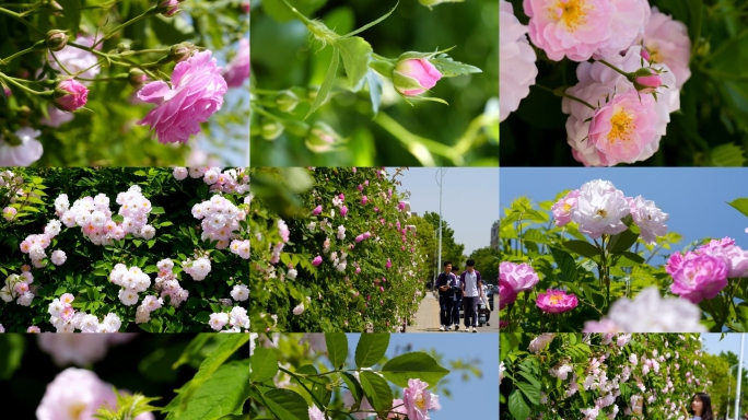 五月蔷薇花 月季 玫瑰 立夏 唯美蔷薇花