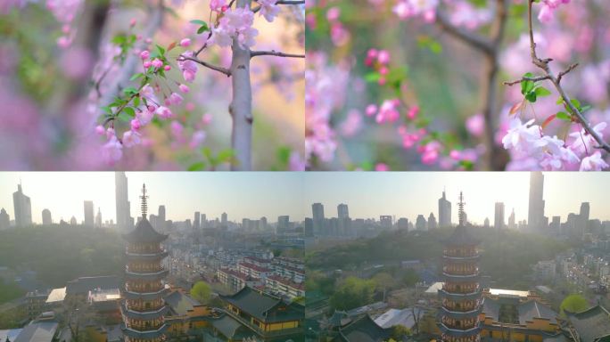 南京玄武区玄武湖景区古鸡鸣寺游客观赏樱花