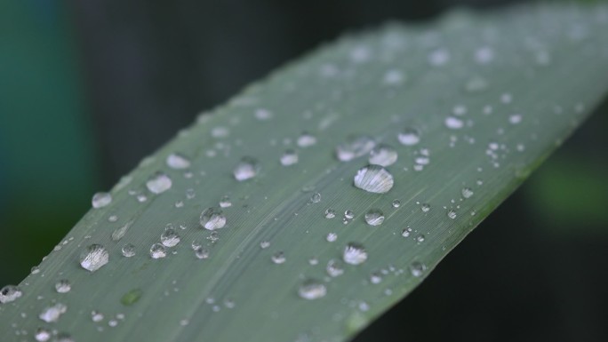 雨后树叶上的水珠慢镜头