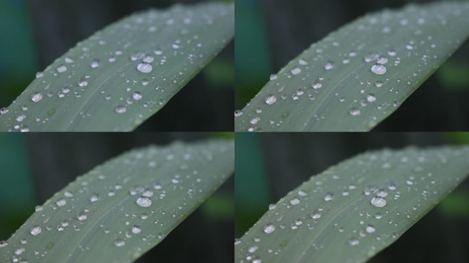 雨后树叶上的水珠慢镜头