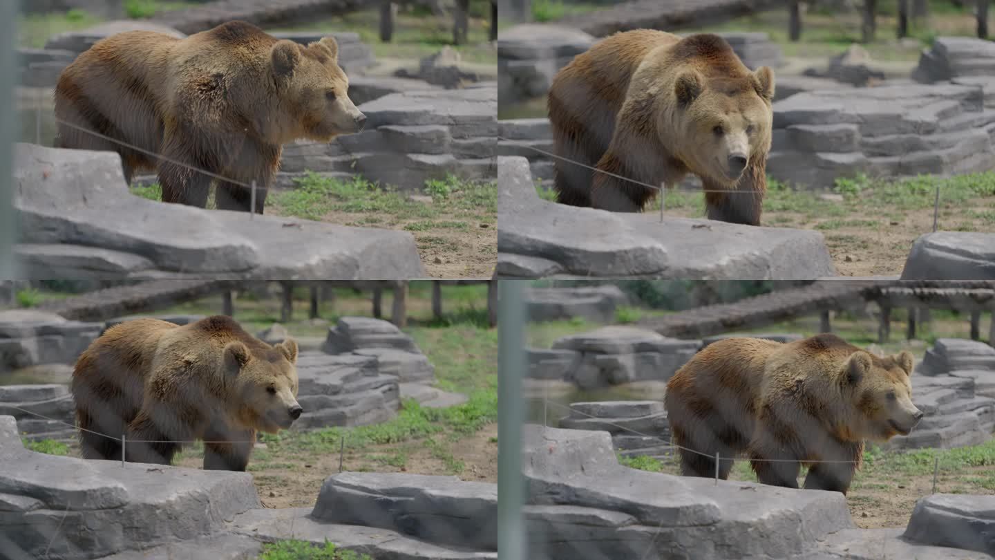 实拍春天河北唐山动物园网红棕熊