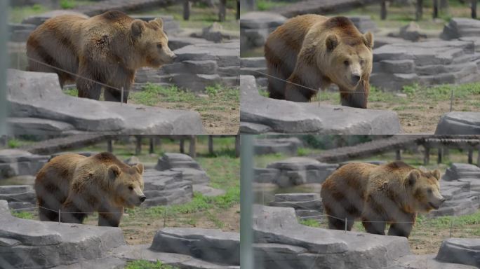 实拍春天河北唐山动物园网红棕熊