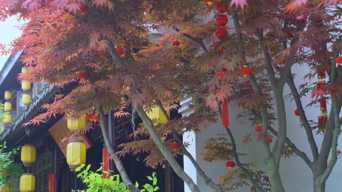 春天里的江南苏州斜塘老街园林风景红枫