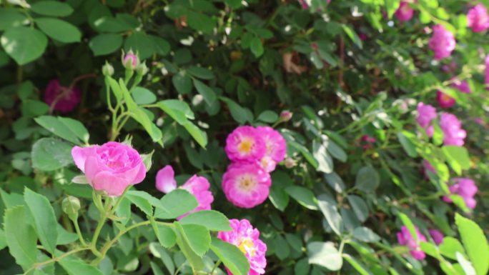 春天夏天鲜花蔷薇花墙风景