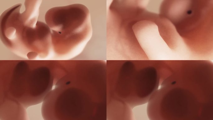 胚胎发育过程7周胎心妊娠早期手脚发育