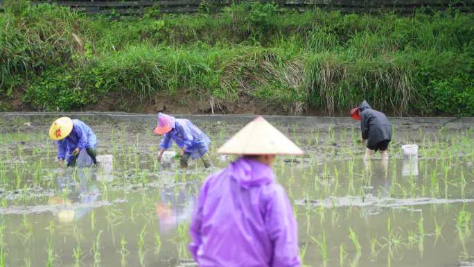 农民在雨中劳作