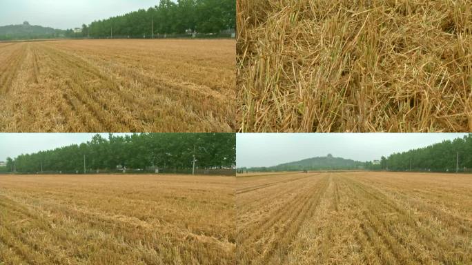 小麦 大田收获期 机收小麦 秸秆粉碎还田