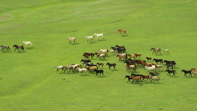 直升机航拍新疆特克斯草原水中奔跑的马