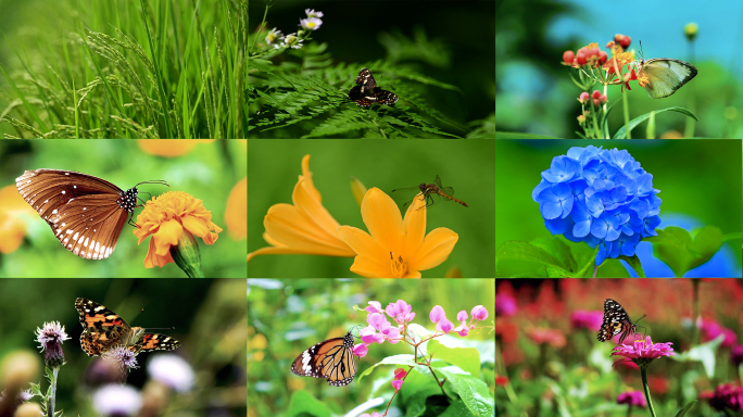 大自然自然蝴蝶花朵植物空镜头春天夏天复苏
