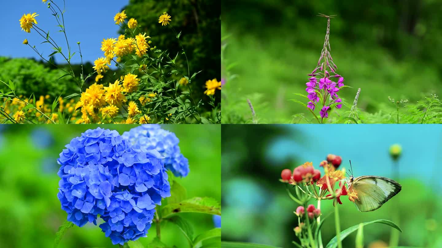 大自然自然蝴蝶花朵植物空镜头春天夏天复苏