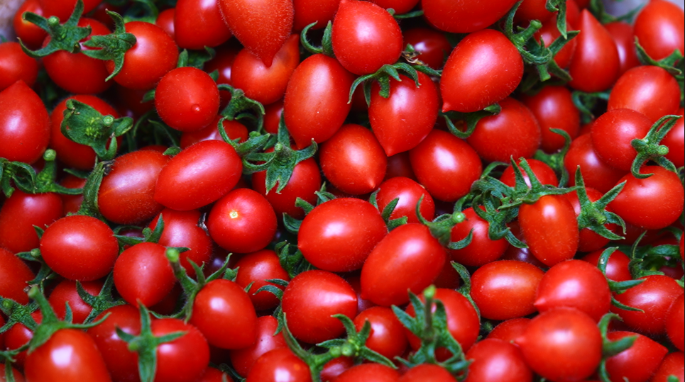 4k小番茄千禧圣女果小西红柿采摘