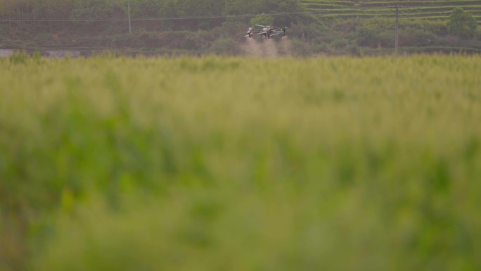 夕阳西下植保无人机麦田航拍撒农药4K升格