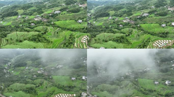 航拍梯田茶山云雾缭绕风景素材