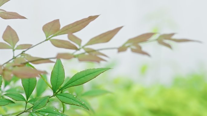 生命力春天春雷春雨春天绿植C0071