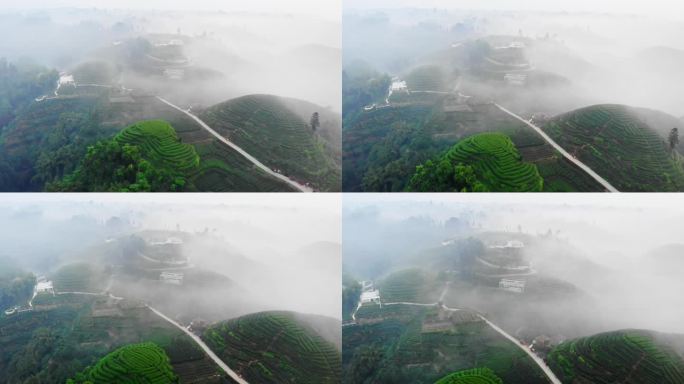 四川雅安大地指纹茶山茶园日出晨雾航拍