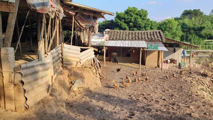 养殖场养殖家禽鸭子鸭群鸭鸭稻混养鸭场畜禽