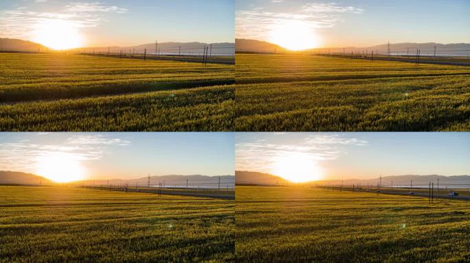 东天山北麓日落夕阳麦田风景风光