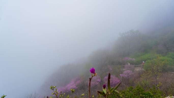 杜鹃花 映山红 平流雾延时