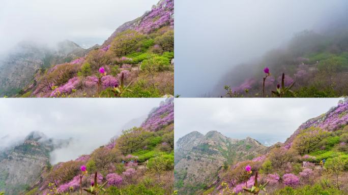 杜鹃花 映山红 平流雾延时