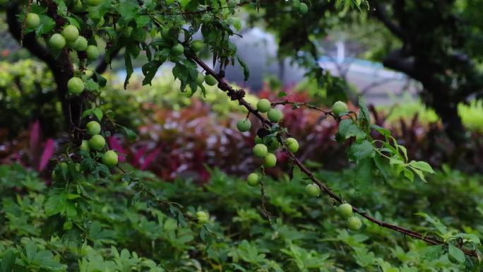 雨天合集