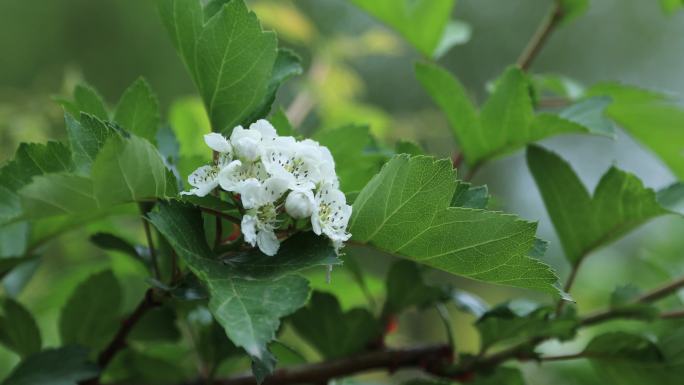 雨后  鲜花 玫瑰 刺玫 唯美空镜头