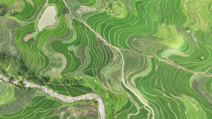 俯视航拍梯田茶山云雾缭绕风景高清