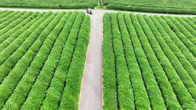 机采春茶（无人机拍摄）