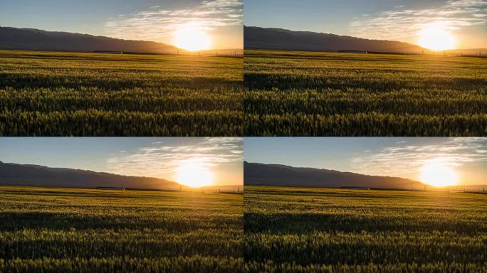 东天山北麓日落夕阳麦田风景风光