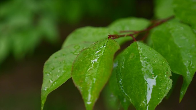 高速摄影 树叶 樱桃 石榴树 水滴 雨滴