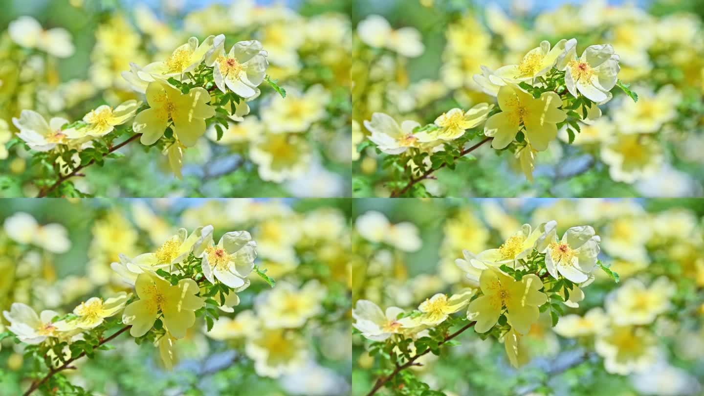 春天阳光下盛开的黄刺玫花朵