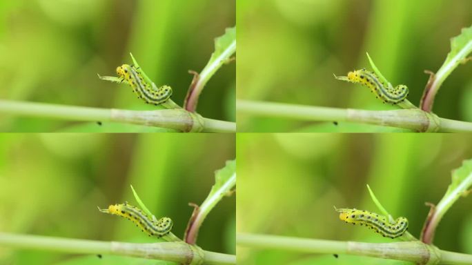 害虫吃叶子昆虫毛毛虫害虫防治三农