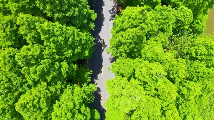 4K 汽车行驶经过树林 俯拍航拍视频