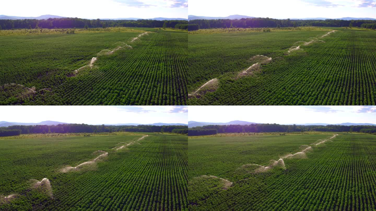 4K航拍浇灌马铃薯地17年7月24（6）