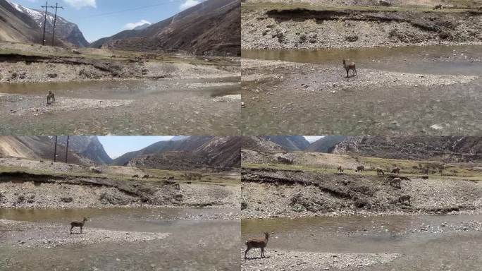 西藏 亚东县 偶遇小鹿 不怕人