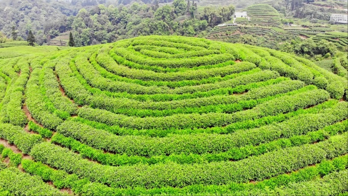 四川雅安大地指纹茶山茶园航拍