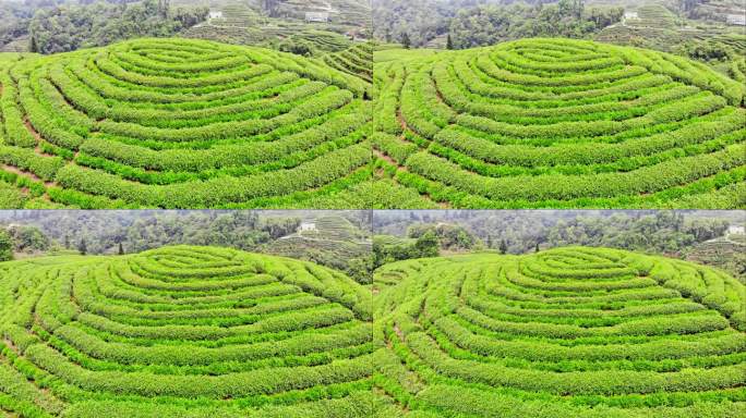 四川雅安大地指纹茶山茶园航拍