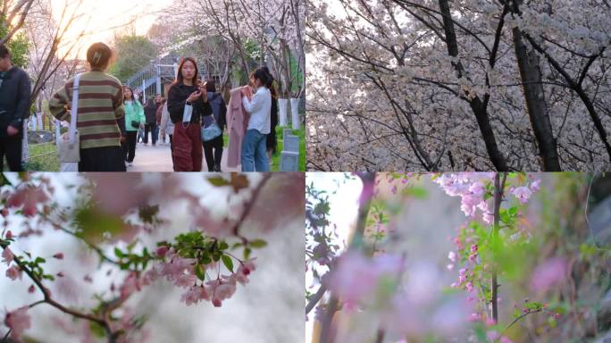 南京玄武区玄武湖景区古鸡鸣寺游客观赏樱花