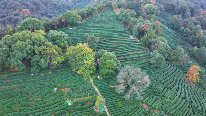 唯美杭州西湖龙井茶文化景区航拍茶园地茶叶