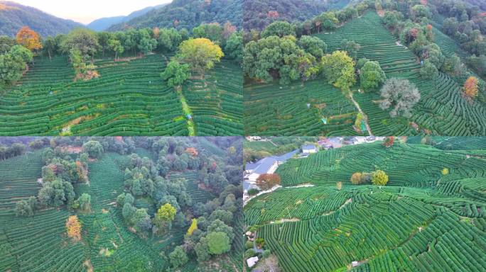 唯美杭州西湖龙井茶文化景区航拍茶园地茶叶