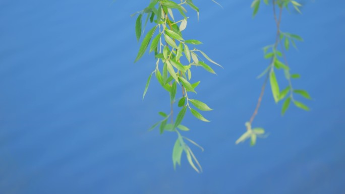 春风吹拂湖边柳树