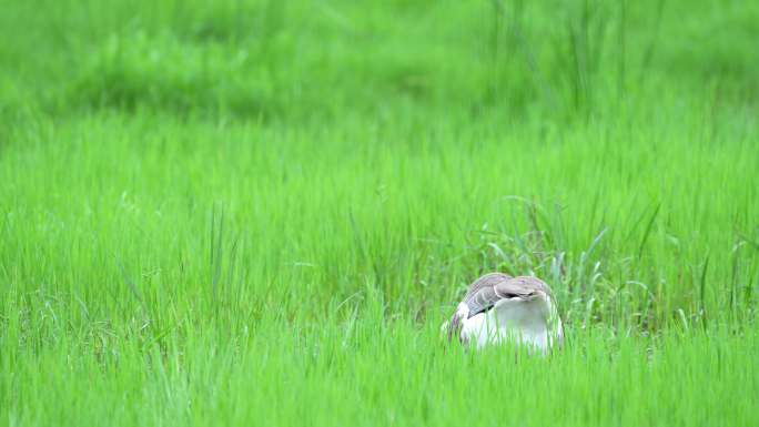 草地上的大鹅