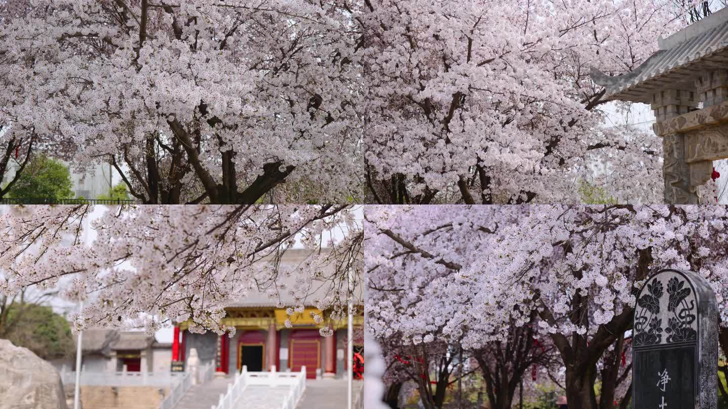 香积寺漫天飞舞的樱花雨